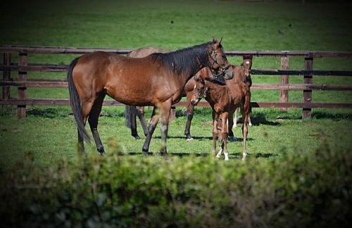 Beautiful shepherd’s hut - Foto 1