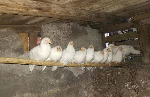 La Fattoria Dei Nonni - Foto 46