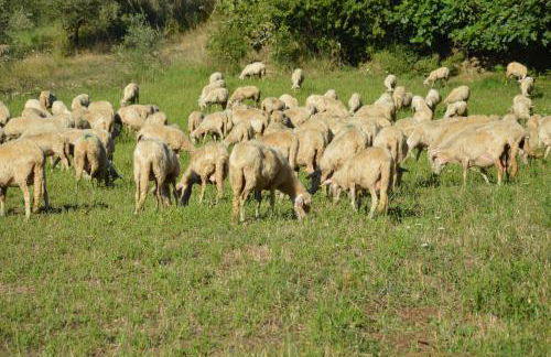 Azienda Agrituristica Caridà - Foto 103