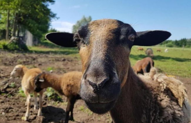 Holiday Homes, Gleznowko - Foto 16