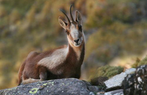 Casa Muro Ordesa - Photo 40