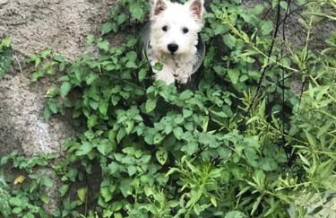 El Majuelo 2 - Foto 37