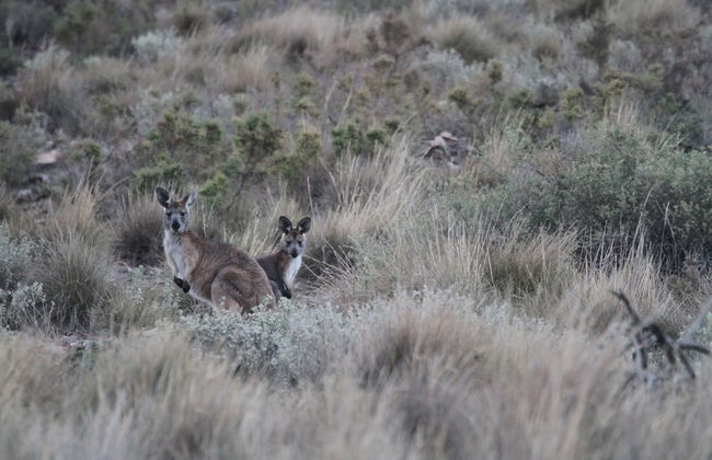 Pichi Richi Park - Foto 12