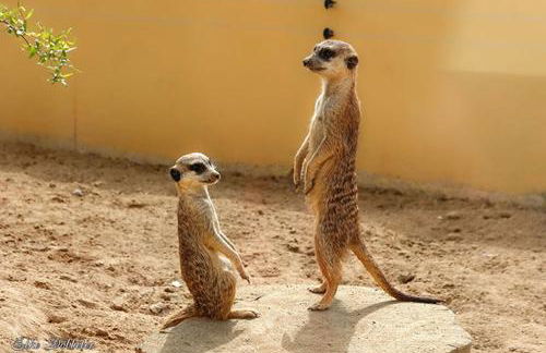 2 Zimmer Ferienwohnung mit Terrasse - Foto 14