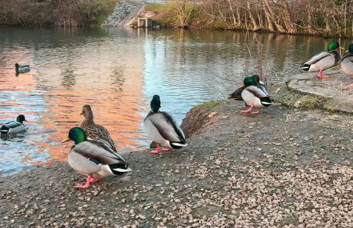 Wohlfühl- Wohnung - Foto 1