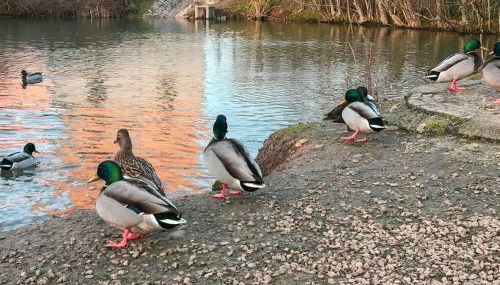 Wohlfühl- Wohnung - Foto 1