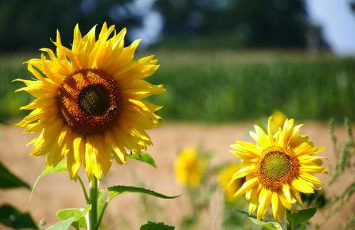Ferienhaus "Zur Alten Fähre" - Foto 11