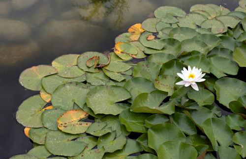 Paradis Agricole - Foto 20