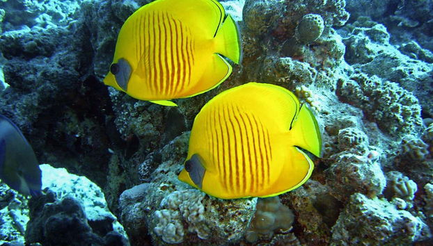 Vie marine à Sharm El Naga