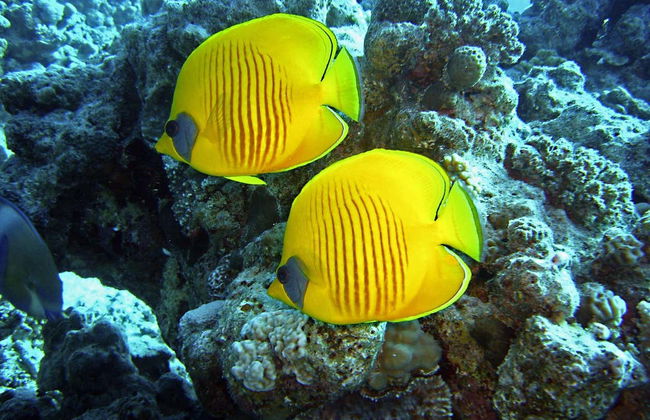 Sharm El-Naga Snorkel Trip - Photo 5