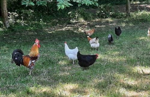 Urlaub in der Bauwagenidylle - Foto 37