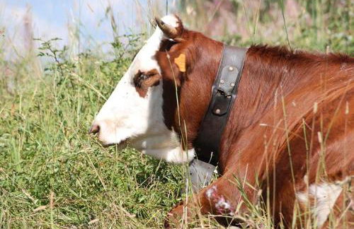 Résidence L'ancolie - Studio au pied des pistes - 1450 m MAE-2764 - Foto 8