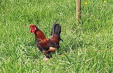 Quinta das Primas - Foto 28