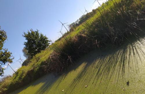 Mooroase Bauerngarten - Ovelgönne - Nordsee - Weser - Jade - Foto 7