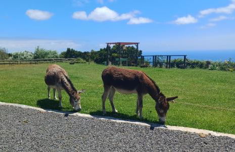 Casita - Cantinho do Paraíso - Foto 58