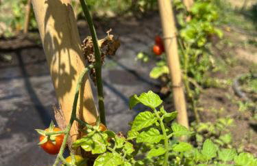 Zohavillas white - Foto 14