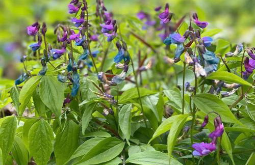Moje Podlasie - Dom w Siemichoczach - Foto 32