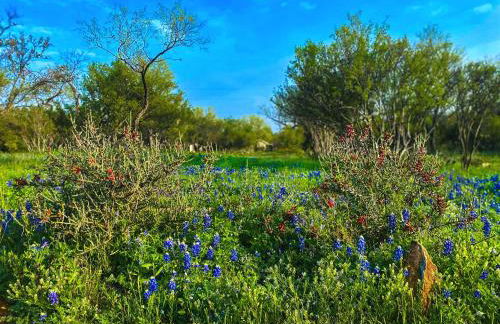 Charming Cabin in the Heart of the TX Hill Country - Photo 37