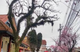 Gramado Apto Só Seu - Foto 19