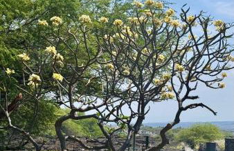 Shores at Waikoloa 132 Hale Kai - Foto 71