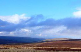 Black Dog House - Foto 39