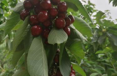 Complejo Rural Las Palomas - Foto 54