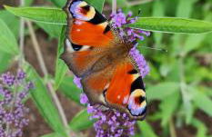 Ferienwohnung Kiefernstraße 1 Mettingen - Foto 2