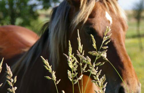 Agroturystyka u Janeckich - Foto 2