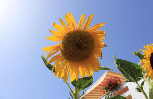 Apartments by the sea Sutomiscica, Ugljan - 912 - Photo 7