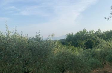 Il gatto e la volpe 1 - Foto 51