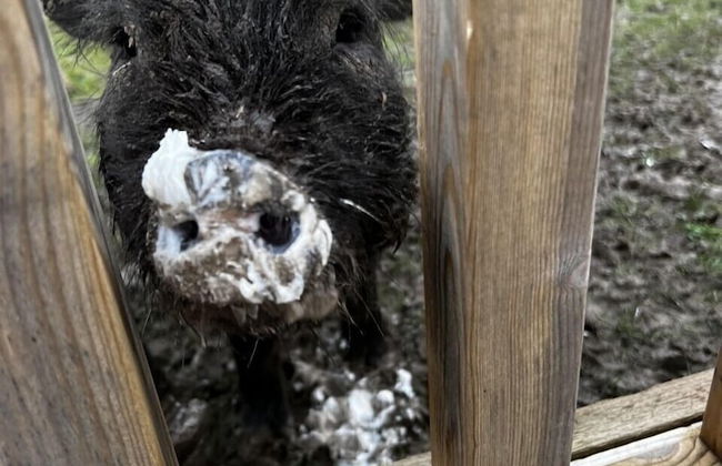 Fig Tree Cottage - Photo 28