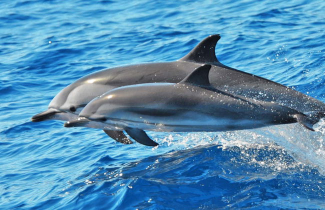 Morro Jable Dolphin & Whale Watching Trip - Foto 1