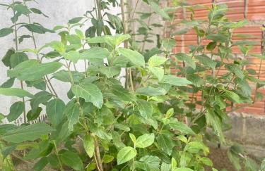 Casa Confortável com duas vagas de garagem e ótima localização - Foto 12