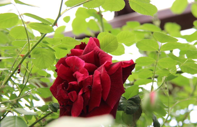 Tzionis Petroktisto Holiday Stonehouse - Photo 49