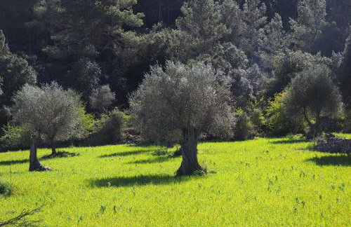 Romarin - Foto 19