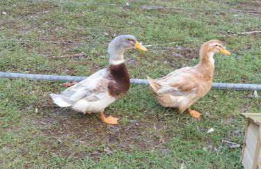 Dartmoor Reach Alpaca Farm - Foto 130