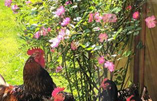 Landhaus Timm - Ferienhaus an der Ostsee - Foto 30