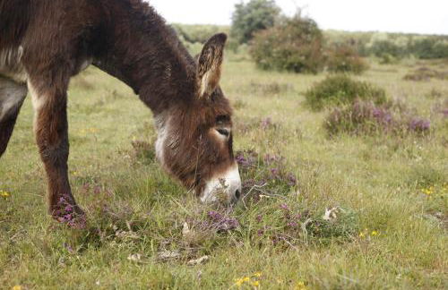 Paleolítico rural - Photo 69