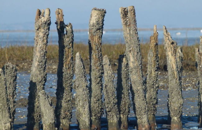 Slanitz Modern Retreat - Foto 29