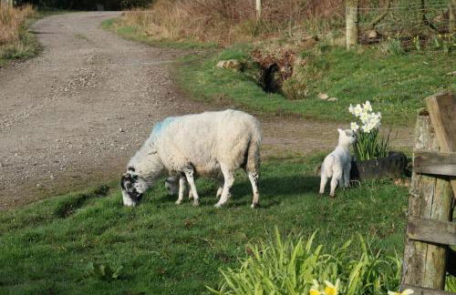 Spacious lodge with king sized bed - Foto 14