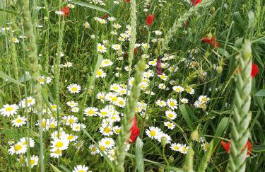 Lichte Wohnung zum Wohlfühlen - Photo 32