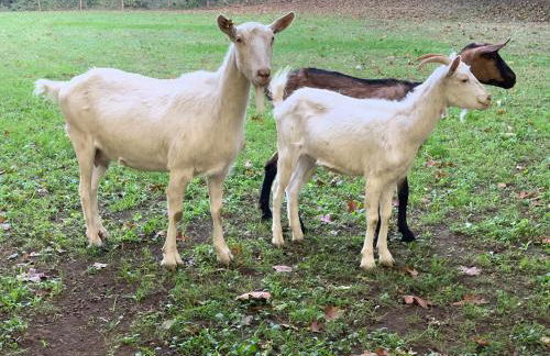 Tenuta Montelaura - Foto 12