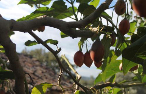 Quinta de São João - Foto 46