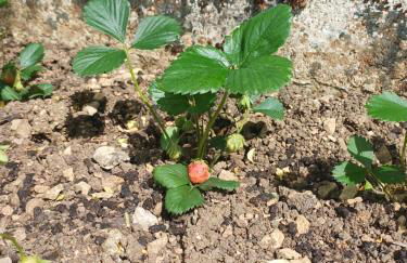 La maison des doux souvenirs - Foto 27