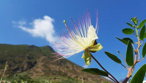 Casa del Nespolo - Foto 5, Garden