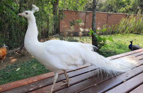 Fazenda Montanhes - Foto 58