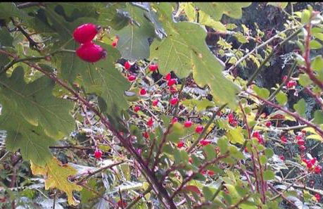 Cosy Rural Gilbert Hights Llandovery Cynghordy - Foto 53