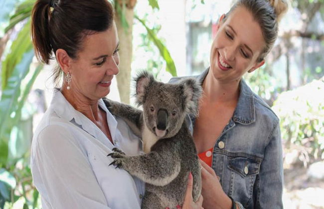 Santuario dei koala di Lone Pine - Foto 6
