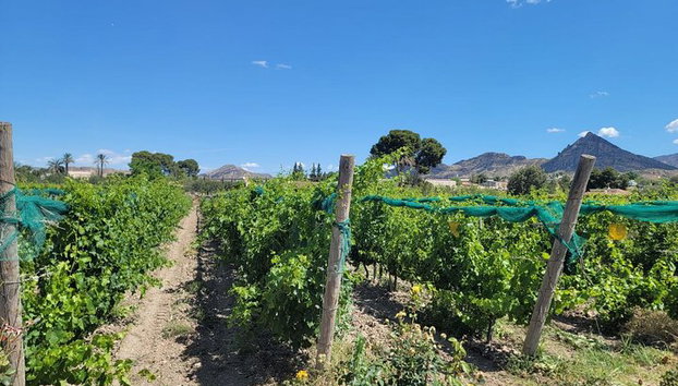 Tour Castillo en Provincia de Alicante y Cata de Vinos - Foto 4