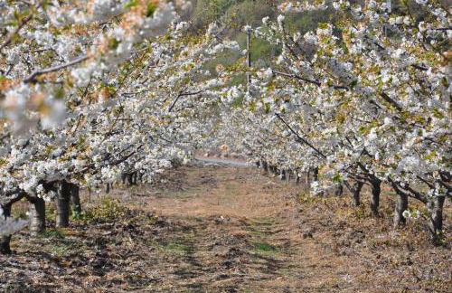 Spacious House with Private Pool Kitchen - Foto 14